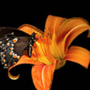 Black Beauty Butterfly Art Print