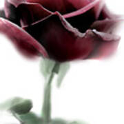 Black Beauty Red Rose Flower Art Print