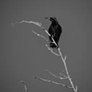 Black Bird On A Branch Art Print
