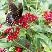 Black Butterfly In Field Of Red Flowers Art Print