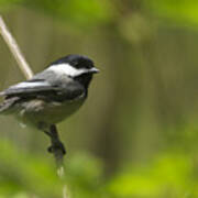 Black-capped Chickadee Art Print