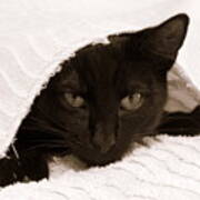 Black Cat In Chenille Art Print