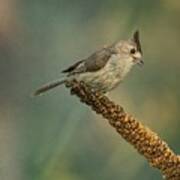 Black-crested Titmouse Art Print