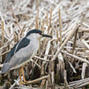 Black-crowned Night Heron 2017-1 Art Print