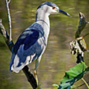 Black-crowned Night Heron I Art Print