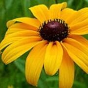 Black Eyed Susan Art Print