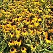 Black-eyed Susans Art Print