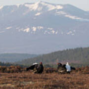 Black Grouse Mountains Art Print