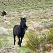 Black Mustang Stallion Running Art Print