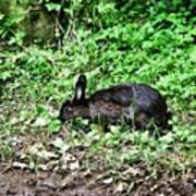 Black Rabbit Art Print