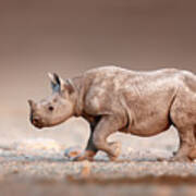 Black Rhinoceros Baby Running Art Print
