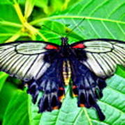 Black Spring Butterfly Art Print