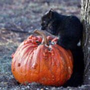 Black Squirrel On Pumpkin Art Print