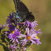 Black Swallowtail And Aster 2013-1 Art Print