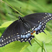 Black Swallowtail Butterfly Basks In The Sun Art Print