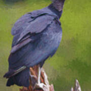 Black Vulture Parque Panaca Colombia Art Print