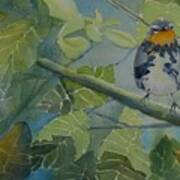 Blackburnian Warbler I Art Print