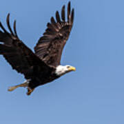 Blad Eagle Flying High Art Print