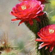 Bloomin' Cacti Art Print