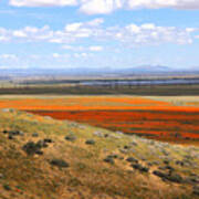 Blooming Season In Antelope Valley Art Print