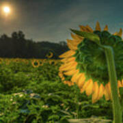 Blooming Sunflower Facing Rising Sun Art Print