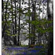 Blue And Green

#bluebells In The Art Print