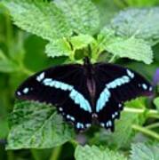 Blue Banded Swallowtail Butterfly Art Print