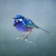 Blue Fairy Wren Art Print