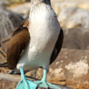 Blue-footed Booby Art Print