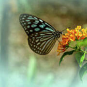 Blue Glassy Tiger Butterfly Art Print