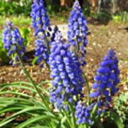 Blue Grape Hyacinth Art Print