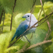 Blue Gray Tanager Panaca Quimbaya Colombia Art Print