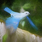 Blue Gray Tanager Parque Del Cafe Colombia Art Print