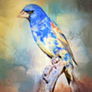 Blue Grosbeak Art Print