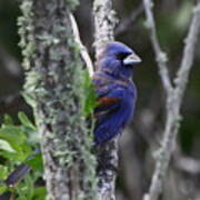 Blue Grosbeak In A Mangrove Art Print