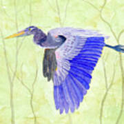 Blue Heron In Flight Art Print