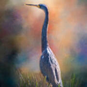 Blue Heron In The Marsh Art Print