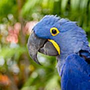 Blue Hyacinth Macaw Art Print