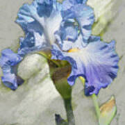 Blue Iris 2 Art Print