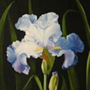 Blue Iris Art Print