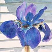 Blue Iris Art Print