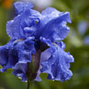 Blue Iris With Water Drops Art Print