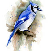 Blue Jay Art Print