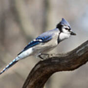 Blue Jay Art Print