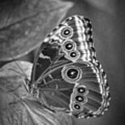 Blue Morpho Butterfly Black And White Art Print