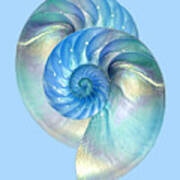 Blue Nautilus Pair Art Print