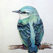 Blue Nuthatch Art Print