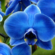 New blue haven orchid Who We