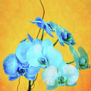Blue Orchids Art Print