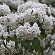 Blue Ridge Mountain Laurel Art Print